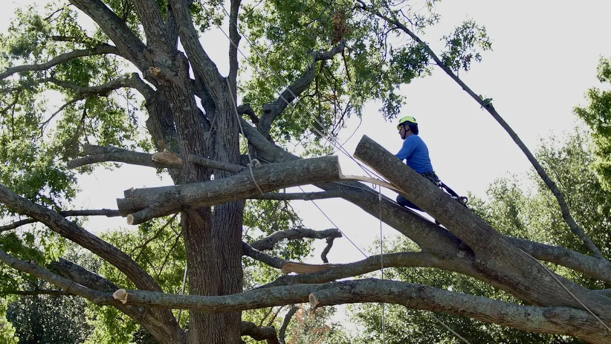 Professional Crown Thinning performed by certified arborists in Suwanee